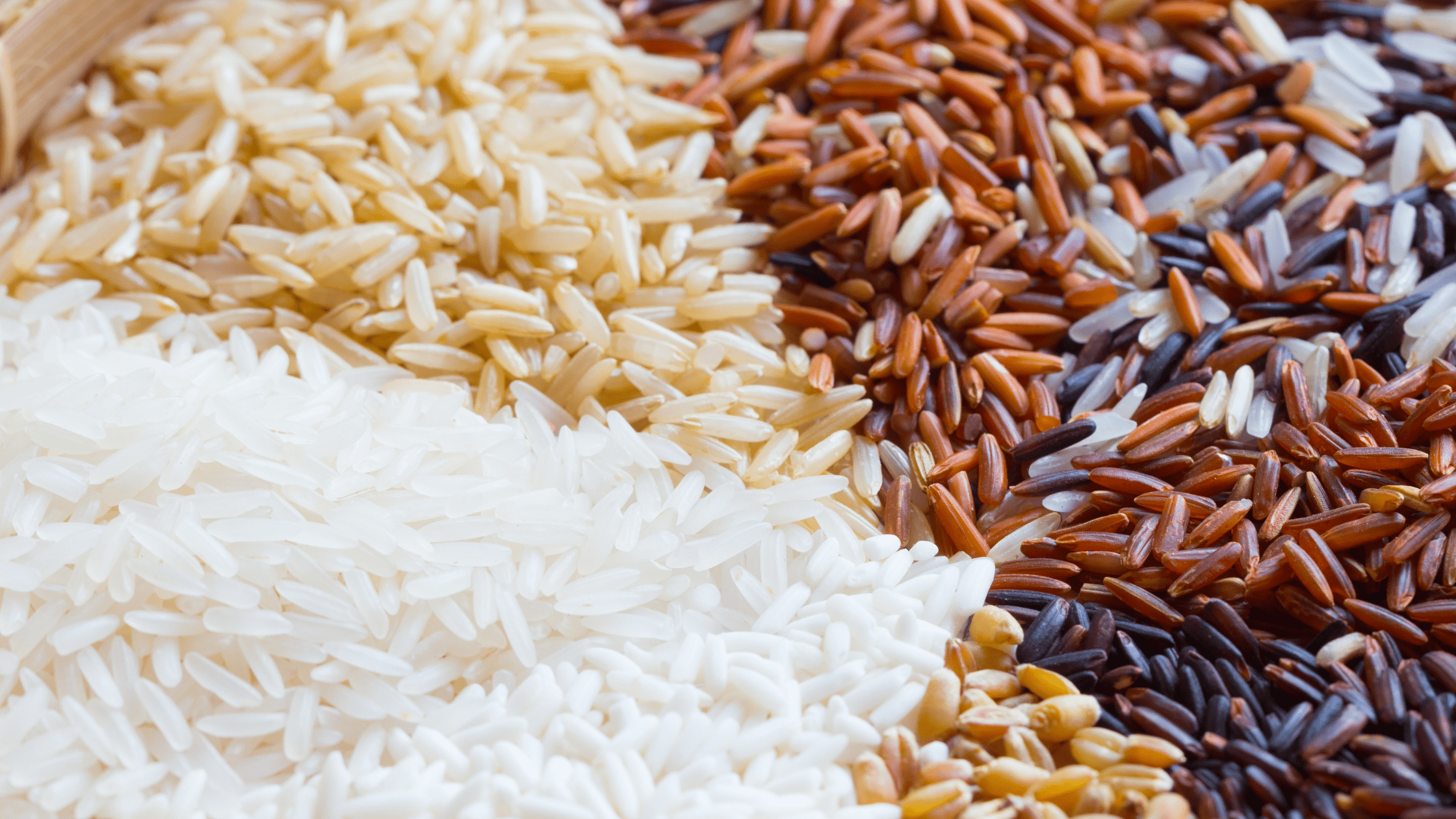 Aroma Rice Cooker How to Use Rice Array