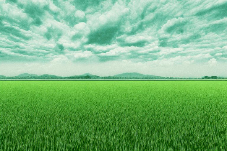 La Pénurie de Riz : Une Urgence à Prendre en Compte